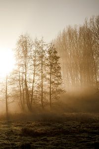 Nebliger Morgen