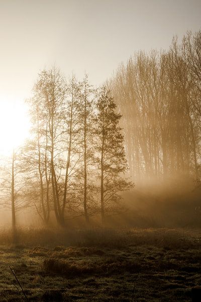Nebliger Morgen von Jolijn Gommans