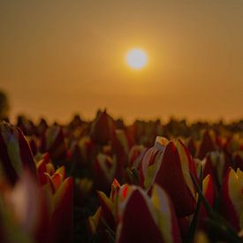 tulipes sur Branca Verheul