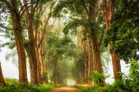 Acacia's the Mist