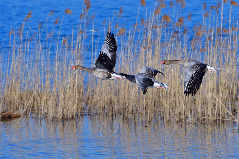 Grey Geese by Karin Jähne