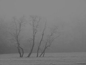 arbres paysage d'hiver sur Alies werk