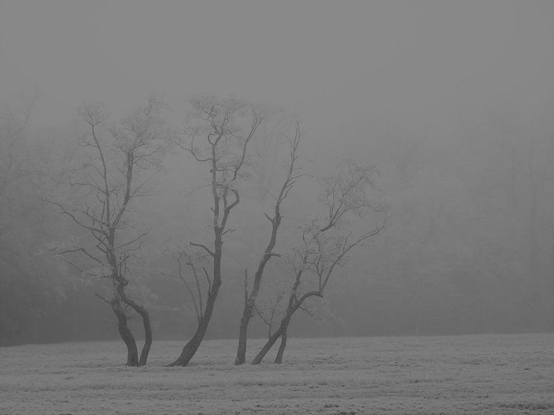 winter landscape trees by Alies werk