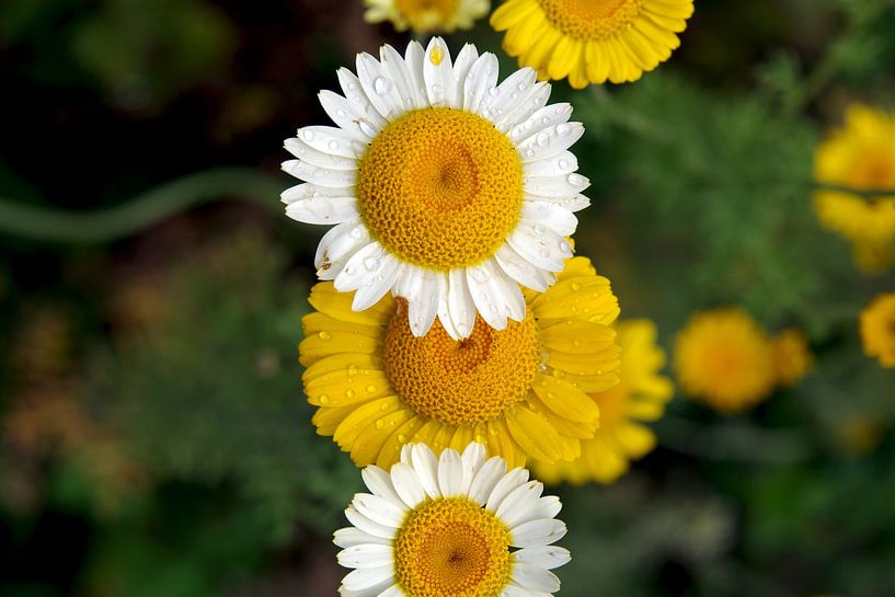 gelbe und weiße Margeriten von cuhle-fotos