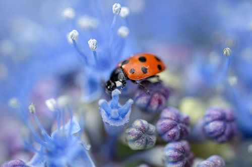 Ladybug on purple flower