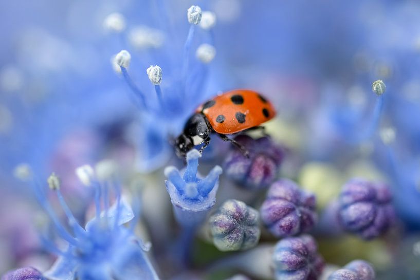 Ladybug on purple flower von Kim de Been
