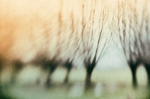 Pollard willows in the morning light by Ellen Driesse