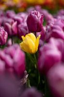 Tulpen