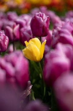 Tulpen van Lauw Design & Photography
