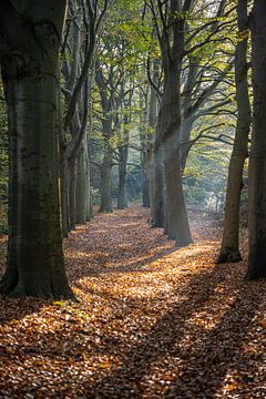 Un automne radieux sur Sake van Pelt