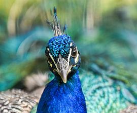 Proud peacock by Lies Bakker