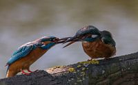 Ijsvogel visoverdracht