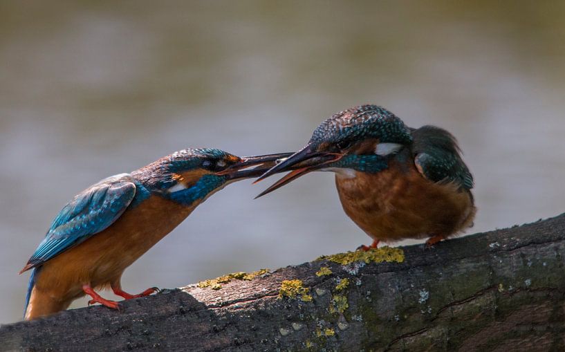 Ijsvogel visoverdracht van Eelke Cooiman