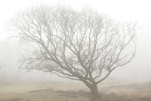 Tree in the mist