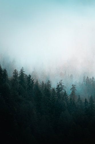 Wald-Sonnenaufgang