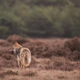 Loup en fuite sur la Veluwe parmi les landes sur Sem Scheerder