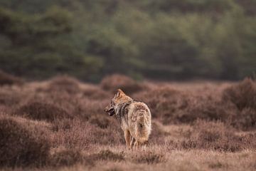 Loup en fuite sur la Veluwe parmi les landes