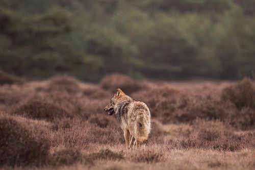 Runaway wolf on the Veluwe among the moors by Sem Scheerder