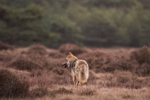 Loup en fuite sur la Veluwe parmi les landes sur Sem Scheerder