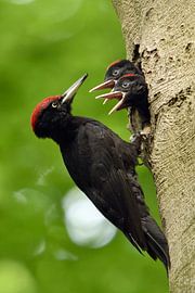 Black Woodpecker ( Dryocopus martius ) feeding  begging chicks wildlife, Europe.