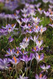 Crocus sur Thomas Jäger