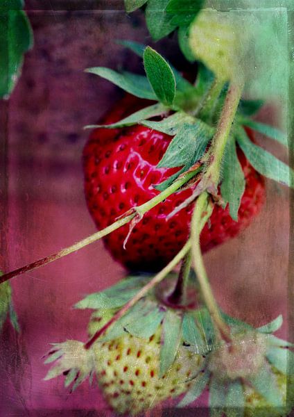 Erdbeeren von Roswitha Lorz