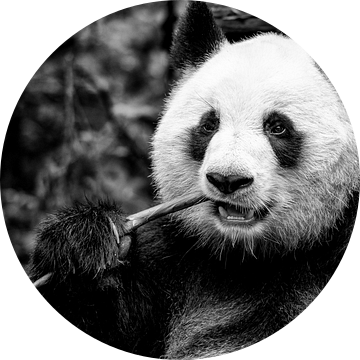 Etende Panda in Chiana van Michael Bollen