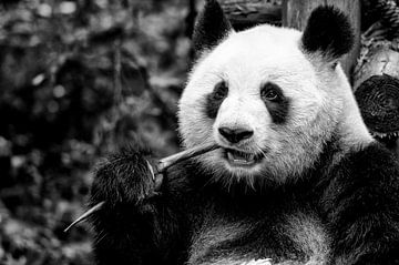 Panda in China essen von Michael Bollen