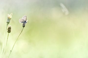 Wie eine kühle Morgenbrise ... von Bob Daalder