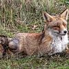 Fox van Wessel Krul