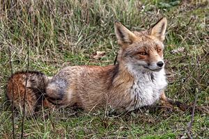 Fox van Wessel Krul