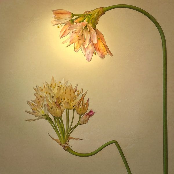 Sheltering by Marie Stas