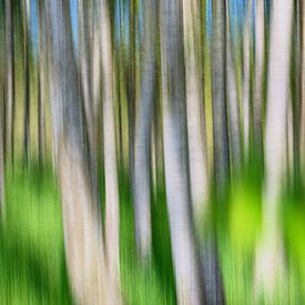 Birken im hohen Gras von Tilo Grellmann | Photography