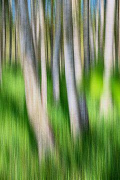 Berken in het hoge gras van Tilo Grellmann | Photography