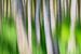 Bouleaux dans les hautes herbes sur Tilo Grellmann | Photography