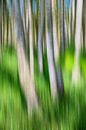 Berken in het hoge gras van Tilo Grellmann | Photography thumbnail