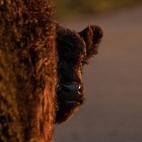 Neugieriges schottisches Hochlandkalb in der goldenen Stunde