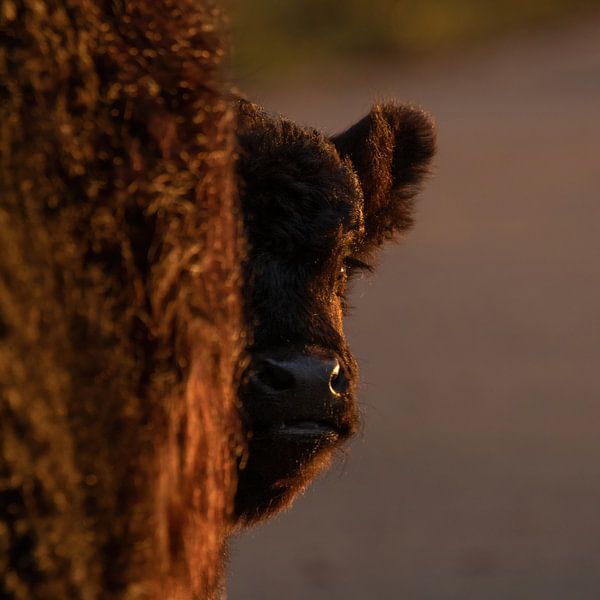Curious Scottish Highland calf in the golden hour by Anne Ponsen