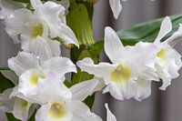 Muscle white orchid dendrobium