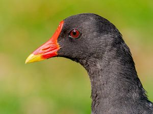 Portrait de la Gallinule poule-d'eau