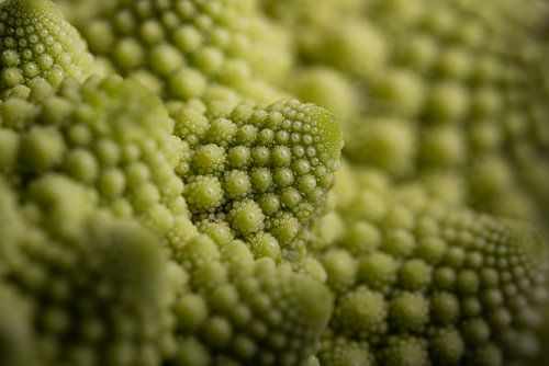Romanesco Fractoli