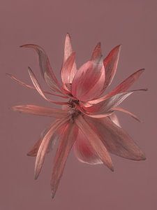 Blüte von Leucadendron mit altem Rosenhintergrund
