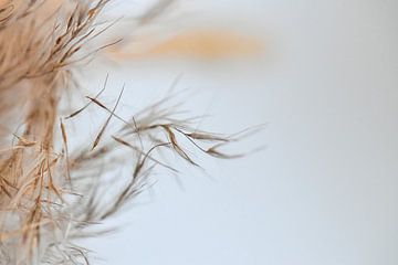 Macro photo of beautiful dried flower branch in beautiful natural tones by Jennifer Petterson