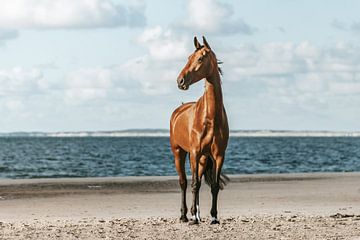 Bruin paard portret op strand van Shirley van Lieshout
