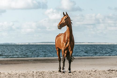 Braunes Pferd Porträt am Strand