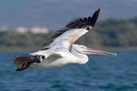 Dalmatische Pelikaan (kroeskoppelikaan) Albanië