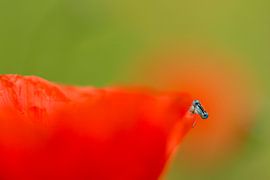 Nieuwsgierig juffertje by Tom Smit