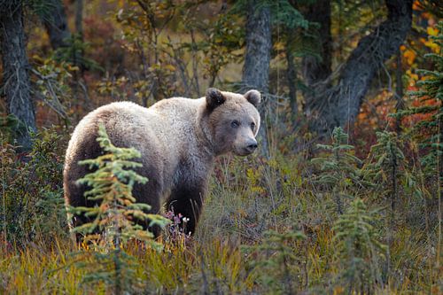 Grizzly bear by Menno Schaefer