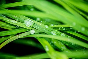 Waterdruppels op het gras