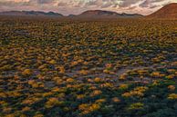 The first morning light over the African Savannah by Loris Photography thumbnail